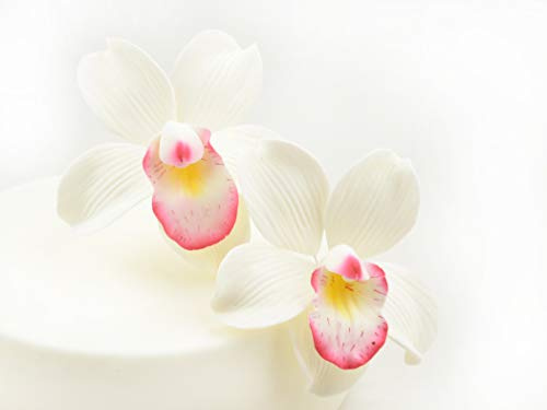 Finsocker blommor Cymbidium-orkidé 2 stycken