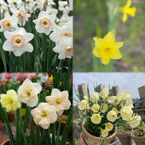 narzissen winterhart mehrjährig winterharte balkonpflanzen, seltene - garten balkonblumen, dekopflanzen blumenzwiebeln frühblüher, winterharte stauden, 6zwiebeln