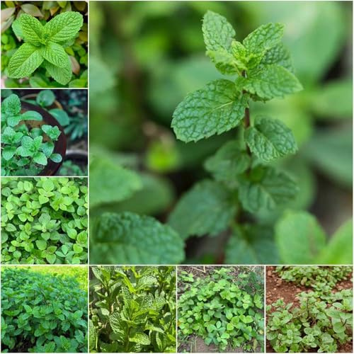 Semillas de menta marroquí - semillas de silvestres menta orgánicas balcón invernadero marroquí 1250pcs