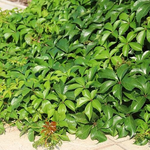 Parthenocissus quinquefolia - interno raro esotiche resistenti 225semi