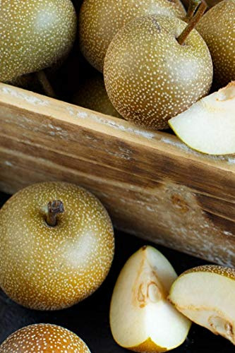Albero di Pero pianta di pero varietà Nashi Kosui già innestato Età 2 anni pianta in vaso di pera pianta di pero vera venduta da eGarden.store