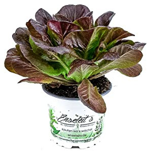 Pflücksalat rot, Salatpflanze im 12cm Topf, Lactuca sativa var. capitata