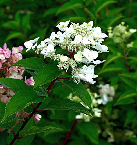 Rispenhortensie Polestar® 40-60cm - Hydrangea paniculata - lebende Gartenpflanze aus den Baumschulen