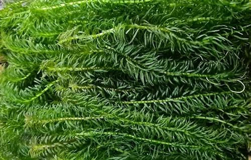 Live Guppy Grass Aquarium Fish Tank Plant, Najas Sp Major., Portion, Grows Very Fast, Fry Saver