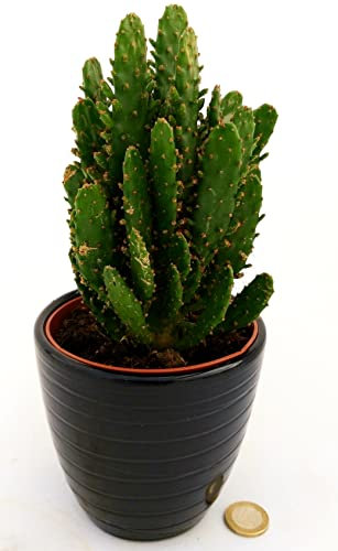 POWERS TO FLOWERS - FICO D'INDIA, OPUNTIA COMPATTA IN VASO CERAMICA NERO A RIGHE, pianta vera