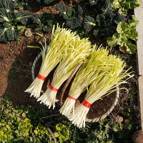 cebollino semillas - orgánico jardín interior bancal elevado balcón viejo 200pcs