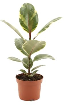 Planta Natural Árbol del Caucho Variegado - DECOALIVE Ficus Elastica Tineke Maceta 12 cm Altura 30 cm de Estilo Tropical