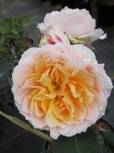 Kletterrose Ginger Syllabub® - Rosa Ginger Syllabub® - Harkness-Rose