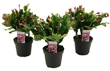 Cactus de la Navidad DECOALIVE Set de 3 Unidades de Schlumbergera (8436601575081)