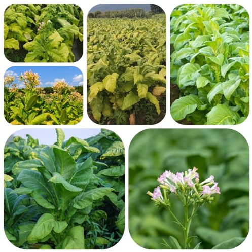 semi di tabacco biologici - balcone giardino rustiche perenni resistenti 500pcs