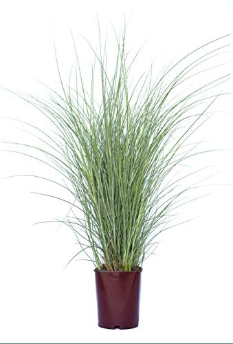 Vannucci Piante, Miscanthus, Pianta da terrazzo, Graminacee