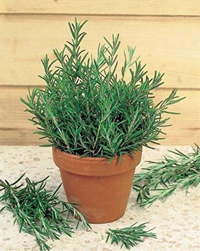 4g / 20 Semi di rosmarino