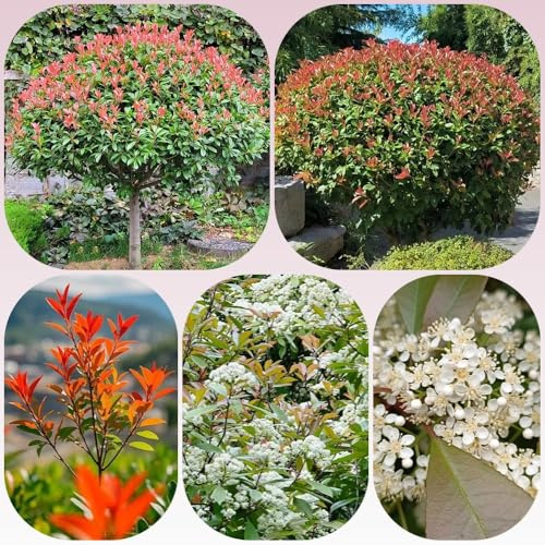 Semi di Red Robin - vecchie varietà giardino di arbusti da siepe resistenti resistenti da balcone sempreverdi resistenti arbusti a crescita rapida 200pcs