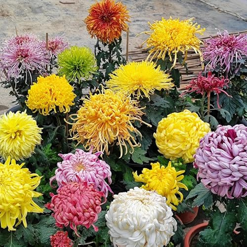 crisantemo, crisantemos - de jardín de semillas jardín balcón semillas balcón Decoraciones otoñales un resistente 225semillas