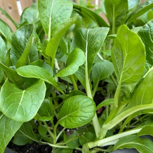 semillas de pak choi, jardín balcón decoración interior resistente 150pcs