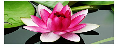 Tulup Glas-Bild Wandbild aus Glas - Wandkunst - Wandbild hinter gehärtetem Sicherheitsglas - Dekorative Wand für Küche & Wohnzimmer 125x50 - Blumen & Pflanzen - Seerose - Rosa