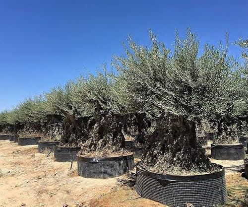 Ulivo olivo Olea europea bonsai in mastello da coltivazione cfr. tronco 200/250 cm FOTO REALI Vivaio di Castelletto