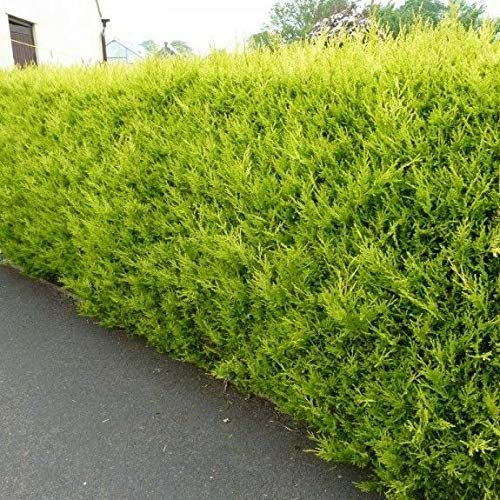 10 Gold Leylandii Hedging Plants Evergreen Conifer Fast Growing Shrubs 30-45cm Potted Sunnyside Nurseries