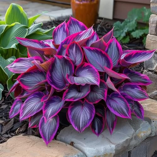 Hosta UK Now Simple Planting Perennial Mix Golden Jade Carving Feels Perfect Strong Plants That Grow Well Bulbs for Planting Now UK