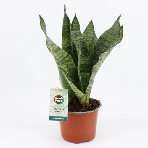 Sansevieria Corail noir - 25-35cm - Ø12cm - Plante d'intérieur - Vert persistant - Cactus et plantes succulentes