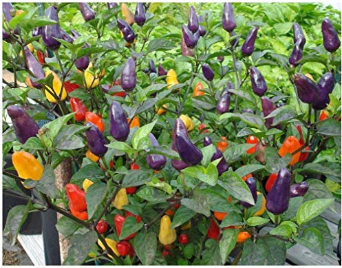 PREMIER SEEDS DIRECT - DWARF PEPPER HOT - ROXI - 50 SEEDS