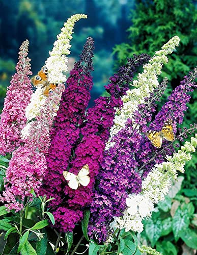 RAISE ME UP: Seeds Butterfly Bush Mix Buddleja Davidii Perennial Flowers 1000 Seeds