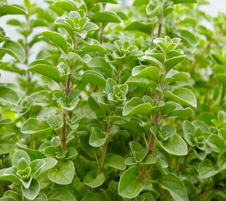 Marjoram Plant Seeds Green 80pcs
