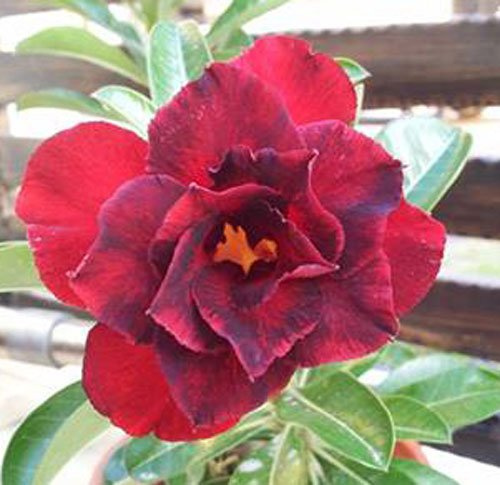 20 Semi Fresh Adenium Obsum Le Roses of the Desert Rare www Triple-Matt-Red-US: Seeds Only : Seeds Only
