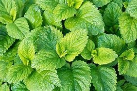 Park Farm Plants Balm: Lemon (Melissa officinalis) Supplied as a 9cm Potted Plant