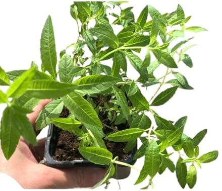 Hierbaluisa Planta de Exterior y Fácil de Cuidar - Planta Aromática