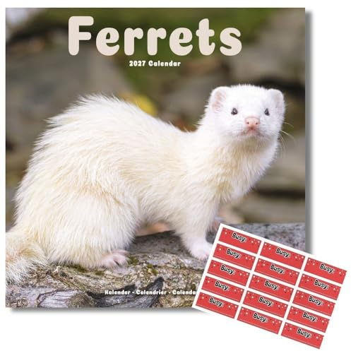 Ferrets kalender 2025 | fyrkantig väggkalender | 16 månader | med organisatoriska klistermärken