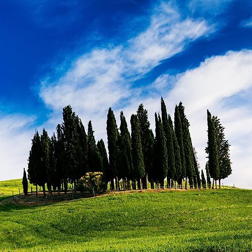 semi di cipresso - giardino roccioso resistenti decorative soggiorno appartamento 200pcs
