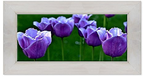 ConKrea Panorama Bild auf Leinwand gerahmt – mit Bilderrahmen – Blumen – Tulpen Bunte – Natur Panorama Landschaft – Blumenwiese Bouquet – 40 x 100 cm – Landhaus weiß shabby – (Cod.5350)