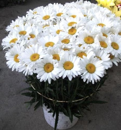 Buy4seeds 150 Giant Garden Daisy Chrysanthemum Maximum Perennial Seeds Easy for Grow Garden