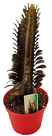 Cactus Euphorbia Trigona Rubra Color Rojo Altura 20cm en Maceta 12cm Planta Natural