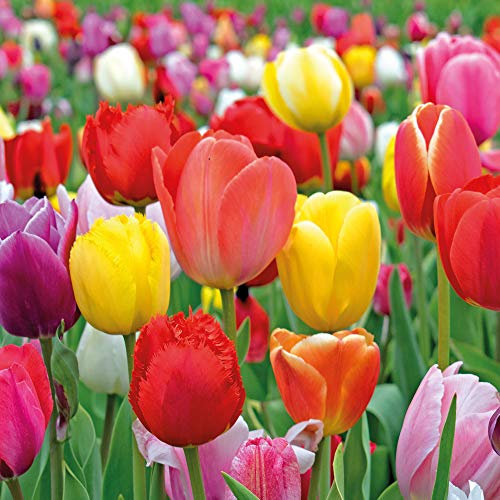 100 Tulip Bulbs Value Majestic Mix - Garden Plant Hardy Bulb Flowering Garden Plants Easy to Grow Your Own by Thompson and Morgan