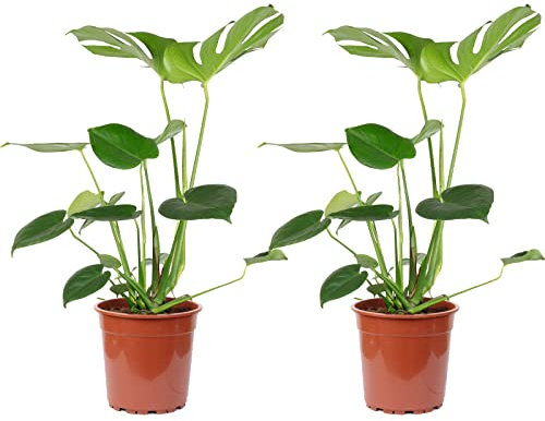 2er-Set Fensterblatt - echte Zimmerpflanze, Monstera Deliciosa - Höhe ca. 75 cm, Topf-Ø 19 cm