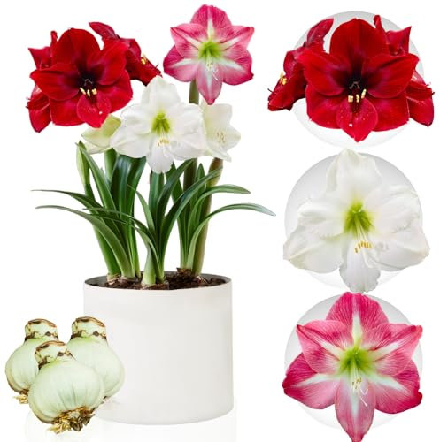Amaryllis Bulbe Collection - 3 pièces - Bulbes à fleurs grand format 26/28 - Naturelle plantes de Hollande - Hippeastrum (pas de graines, sans cire, non artificielle)