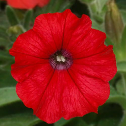 Carbeth Plants - Petunia Surfinia Deep Red - Trailing Variety in 9cm Pot - Ideal for Baskets and Patio Planters (3)