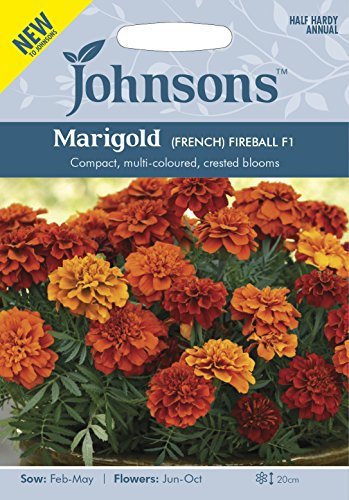 Johnsons Seeds Marigold (French) Fireball F1 Seed