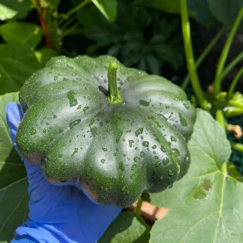 Zucchini, Cucurbita pepo, wintergemüse kaufen pflanzensamen geschenk gemüsesamen alte sorten geschenk gartenliebhaber 80Samen