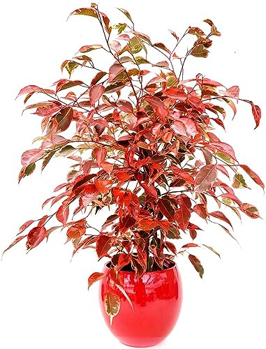 POWERS TO FLOWERS - FICUS BENJAMIN COLOR LIFE ROSSO, IN VASO CERAMICA ROSSO SFERICO, pianta vera!!!