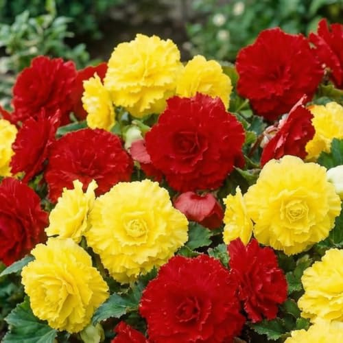 Begonia Jaune et Rouge Cascade - 5 Bulbes de Fleurs à Planter Exterieur - Plante Exterieur Jardin - Naturelle Plantes de Hollande (pas de graines, non artificielle)