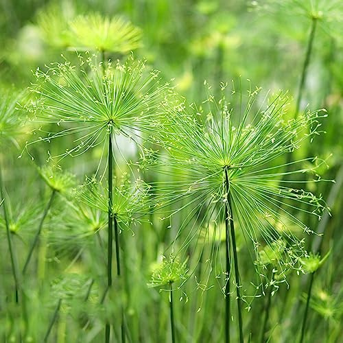 Cyperus papyrus - dekopflanzen pflanztöpfe bonzai grünpflanzen zimmerbonsai bonsai pflanzendeko büropflanzen balkongarten pflanzensamen balkonpflanzen winterhart zimmerpflanze 300samen