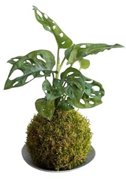 Kokedam Monstera Adansonii| DECOALIVE | Maceta Musgo Natural | Planta Natural