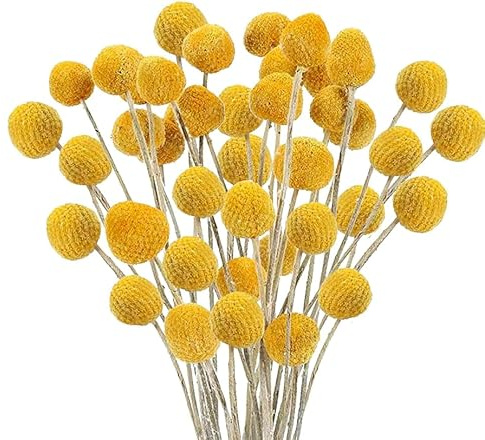 Minnhua 30pcs Ramo de Flores Secas Naturales Pequeñas 43cm Craspedia Seca Amarilla con Tallo Individual Flores Artificiales Decoracion Jarrones para naviada Manualidad Boba Fiesta Mesa DIY Hogar