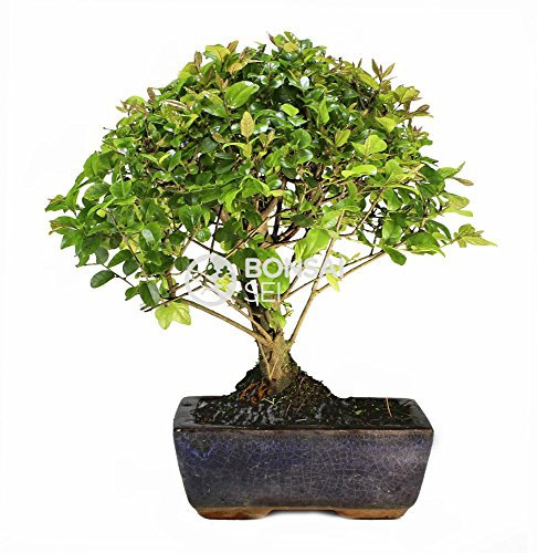 Bonsai - Sageretia, 5 Años (Bonsai Sei - Sageretia)