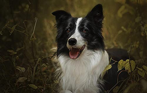 LHJOY Puzzle eigenes Bild 1000 Teile Border Collie in Blättern