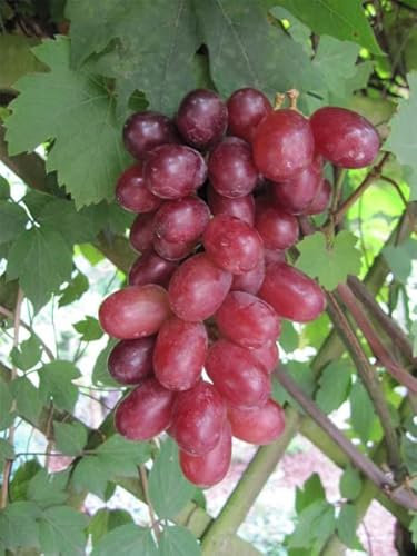 Vitis vinifera Rhea® Rose - Weinrebe Weintraube Tafeltraube -fast kernlos-