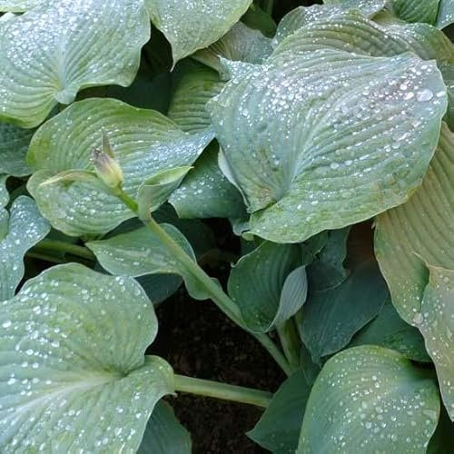 6x Hosta 'Blue Angel' – Godet 9x9cm | Très grandes feuilles bleues, vigoureux